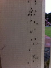 Technomyrmex jocosus