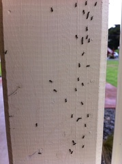 Technomyrmex jocosus