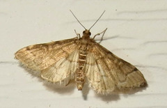 Herpetogramma theseusalis