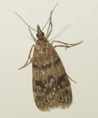 Scoparia penumbralis
