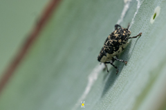 Peltophorus polymitus