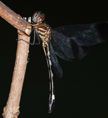Macrothemis inequiunguis