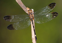 Macrothemis inequiunguis