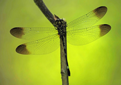 Macrothemis inequiunguis