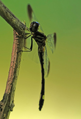 Macrothemis inequiunguis