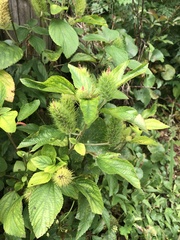 Acalypha arvensis