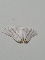 Epiplema albipennaria