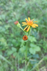 Tephroseris porphyrantha