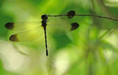 Macrothemis inequiunguis