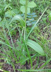 Tephroseris porphyrantha