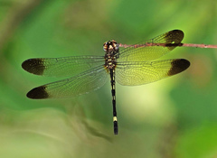 Macrothemis inequiunguis