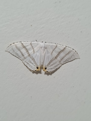 Epiplema albipennaria