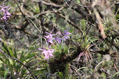 Encyclia adenocaula