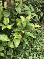 Acalypha arvensis