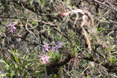 Encyclia adenocaula