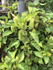 Acalypha arvensis