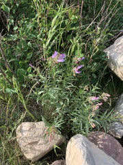 Penstemon lyallii