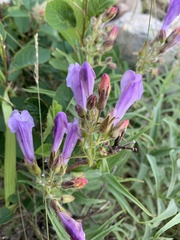 Penstemon lyallii