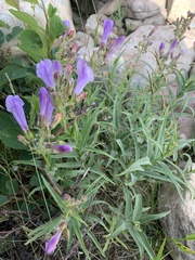 Penstemon lyallii