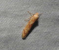 Blastobasis lacticolella