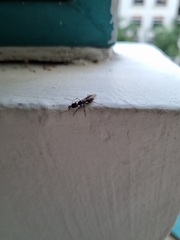 Odontomachus