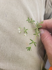Galium labradoricum