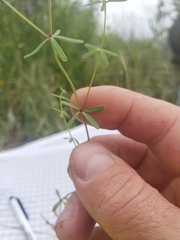 Galium labradoricum