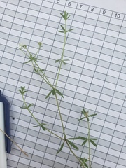 Galium labradoricum