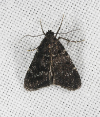 Stericta carbonalis