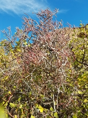 Psittacanthus sonorae