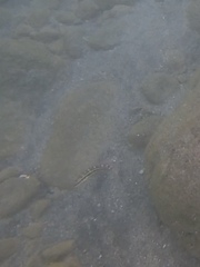 Halichoeres bivittatus