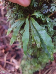 Notogrammitis pseudociliata