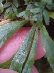 Notogrammitis pseudociliata