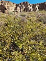 Psittacanthus sonorae