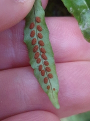 Notogrammitis pseudociliata