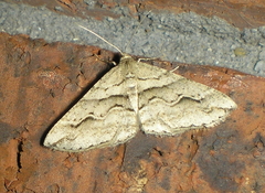 Syneora fractata