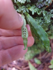 Notogrammitis pseudociliata