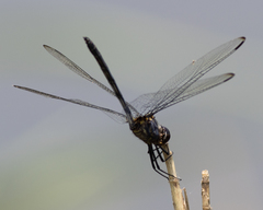 Dythemis nigrescens