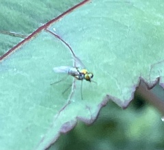 Condylostylus