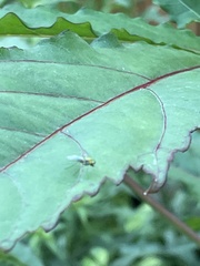 Condylostylus