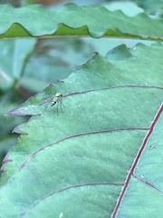 Condylostylus
