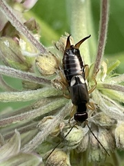 Forficula auricularia