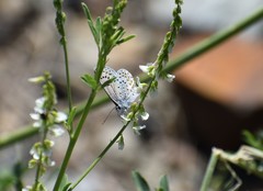 Plebejus anna