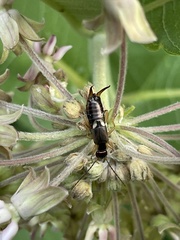 Forficula auricularia