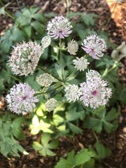 Astrantia