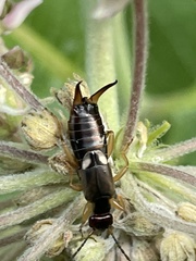 Forficula auricularia