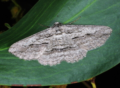 Syneora praecisa