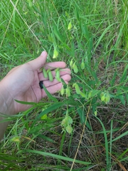 Crotalaria sagittalis
