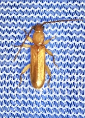 Smodicum cucujiforme