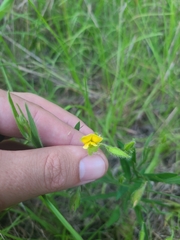 Crotalaria sagittalis